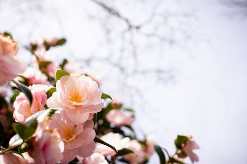 Foto d'estoc gratuïta de camèlia, camellia japonica, flora
