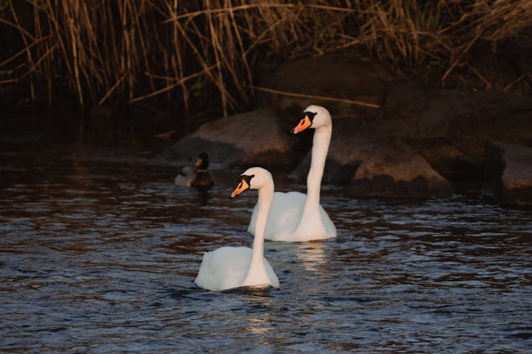 Mute Swans On A River During Sunset