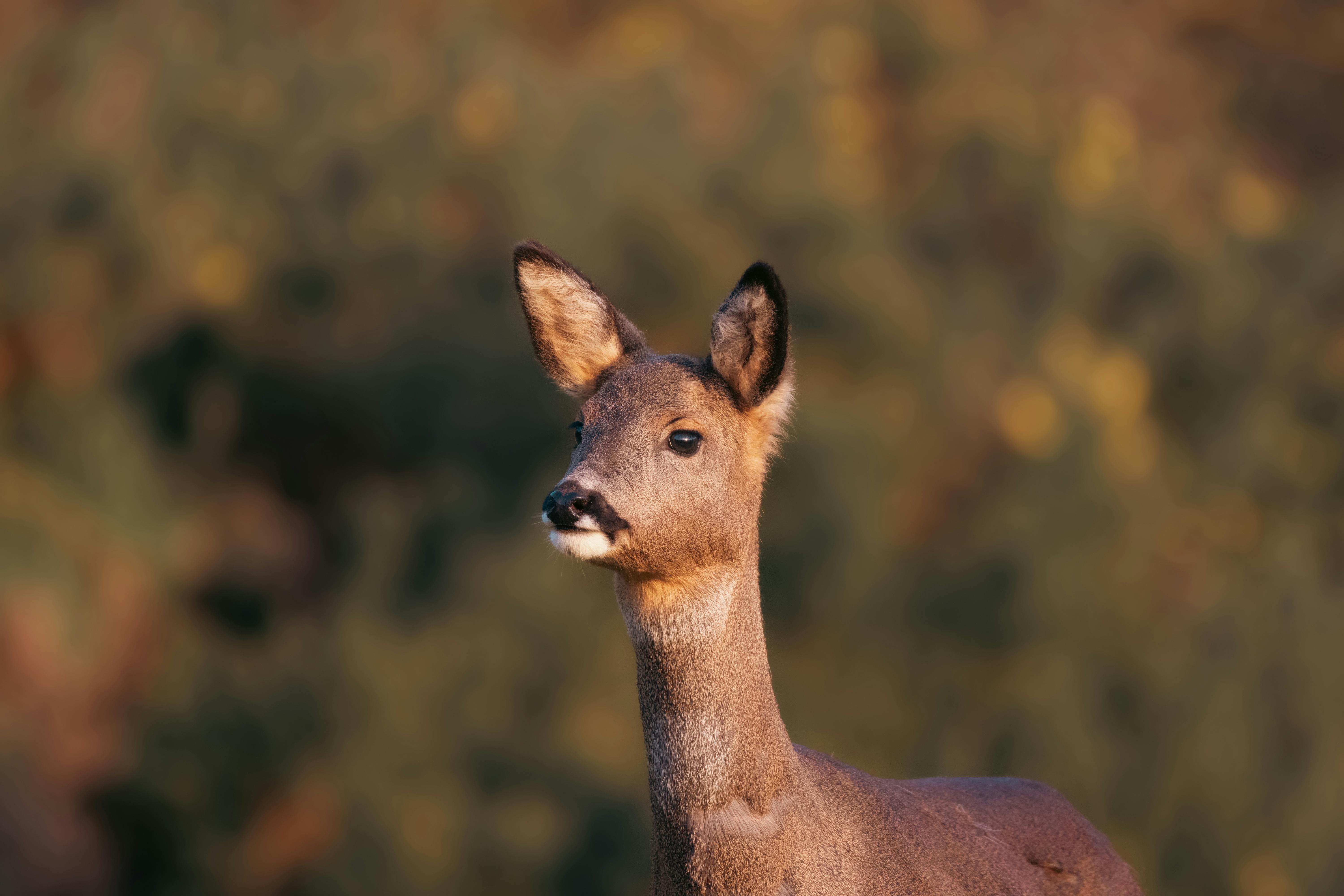 selective focus of roe deer