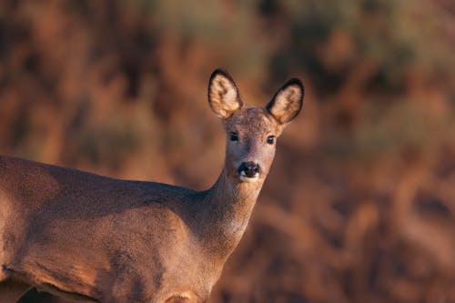 Free Roe Deer during sunset Stock Photo