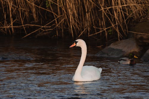 Free Mute Swan on the Water Stock Photo