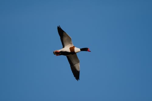 Free Low-Angle Shot of Common Shelduck Flying in the Blue Sky Stock Photo