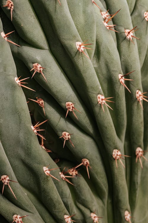 Close-up Photo of a Cactus 