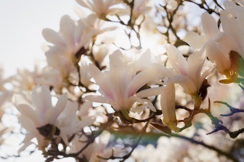 Close-up Photo of Star Magnolia 