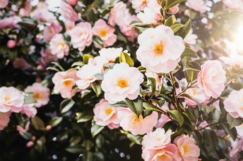 Close-up Photo of Japanese Camellia 