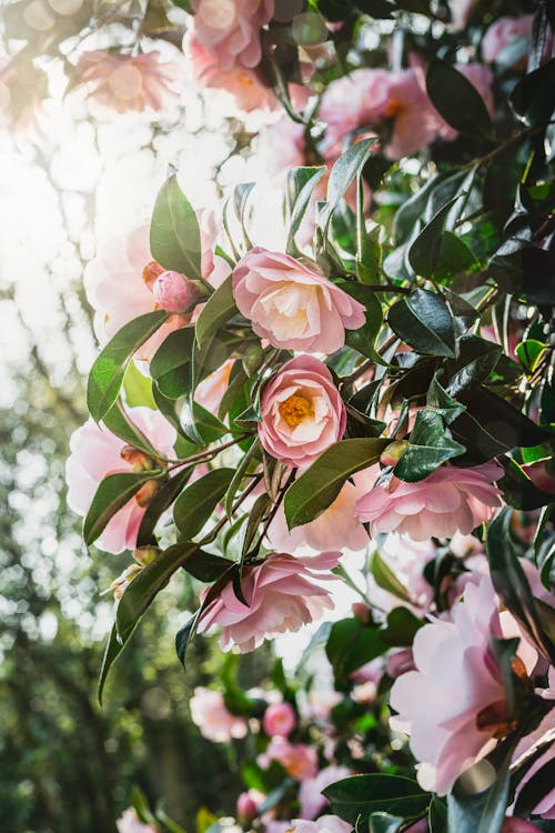 Close-up Photo of Japanese Camellia Flowers 