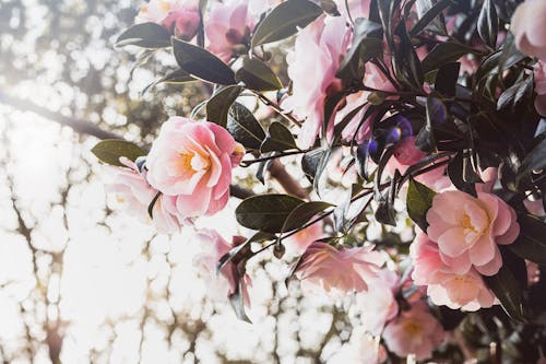 カメリア, セレクティブフォーカス, ピンクの花の無料の写真素材