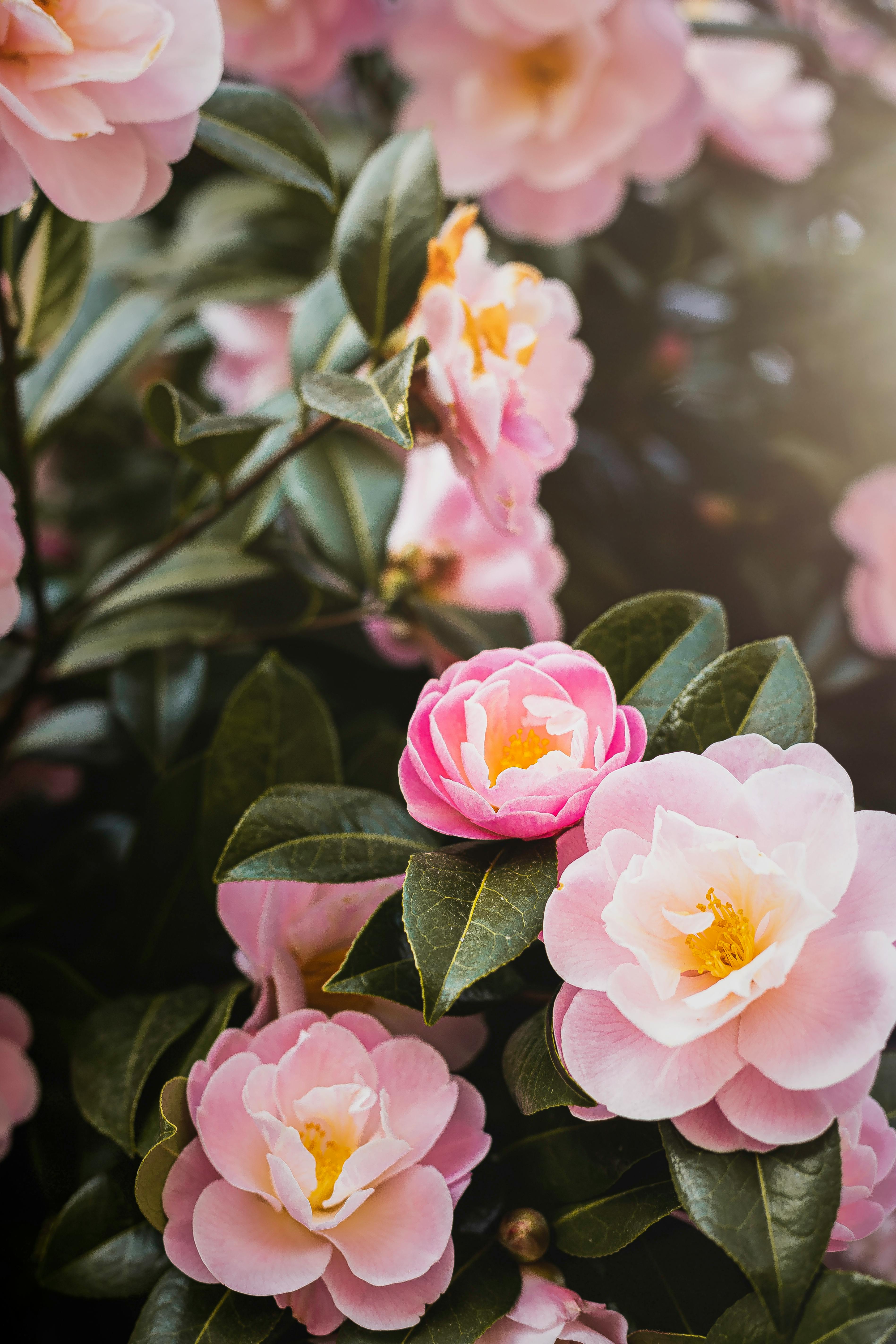 Camellia Flower Essence