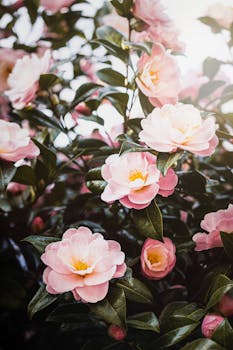Vibrant pink sasanqua camellias blooming in natural light, showcasing nature's beauty.