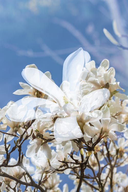 Blooming Yulan Magnolia Flowers