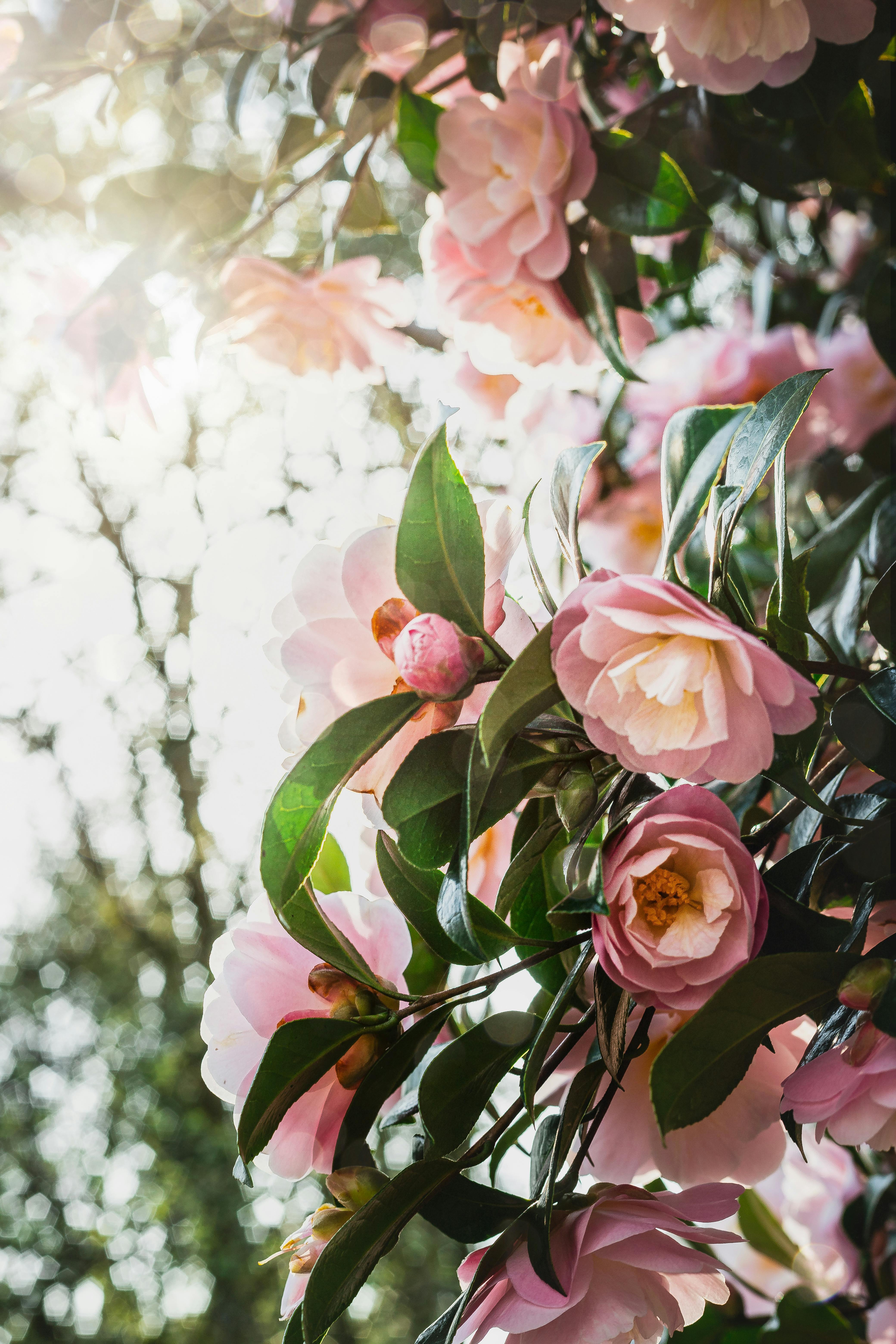 Pink Camelia Flowers in Close Up Photography · Free Stock Photo