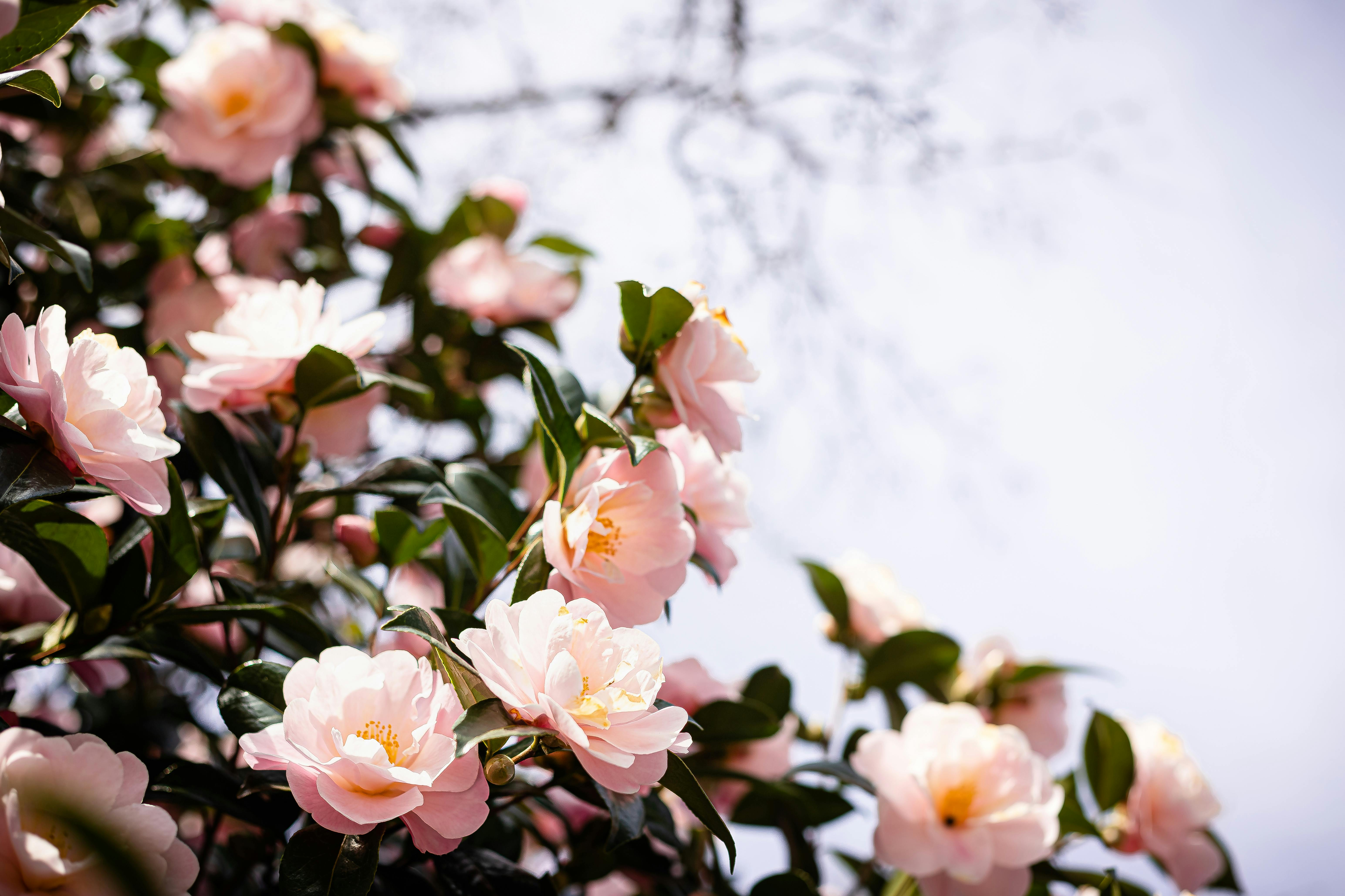 Pink Camelia Flowers in Close Up Photography · Free Stock Photo