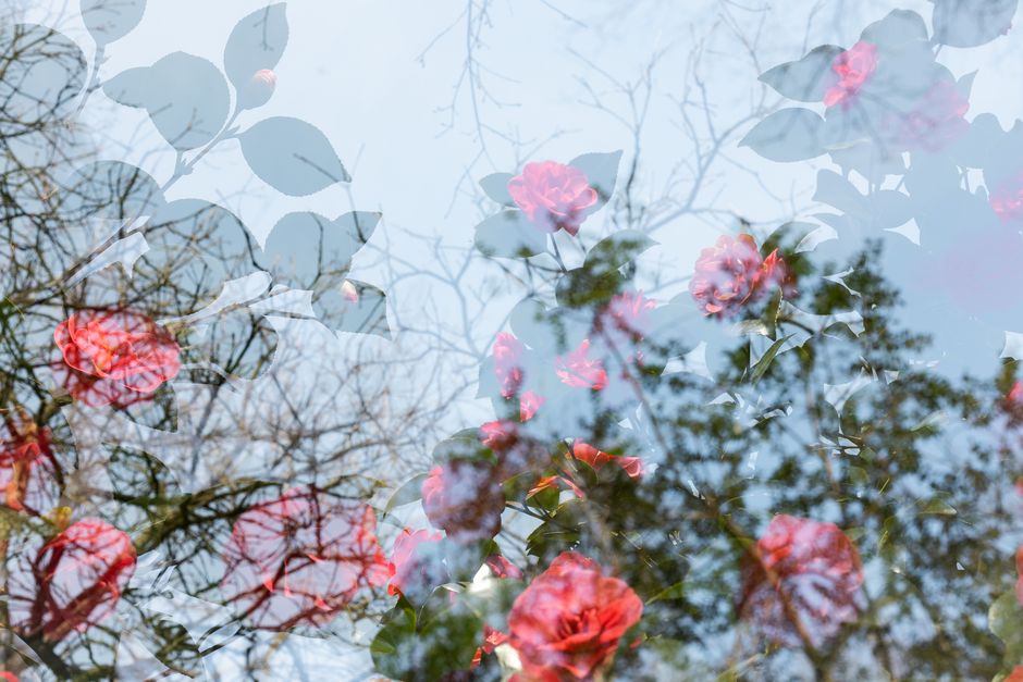 Artistic double exposure of vibrant red flowers with branches.