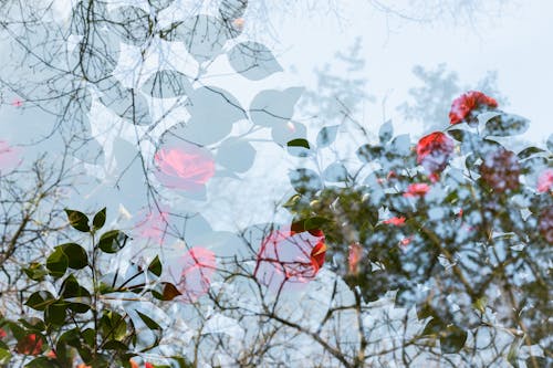 Close-up Photo of Roses