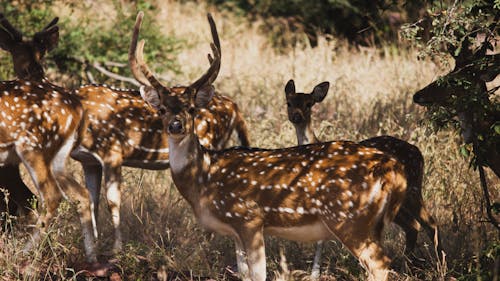 Herd of Deer on Grass Land