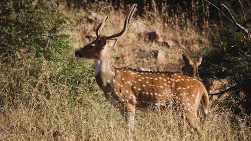 I like deer. They're kinda cool.