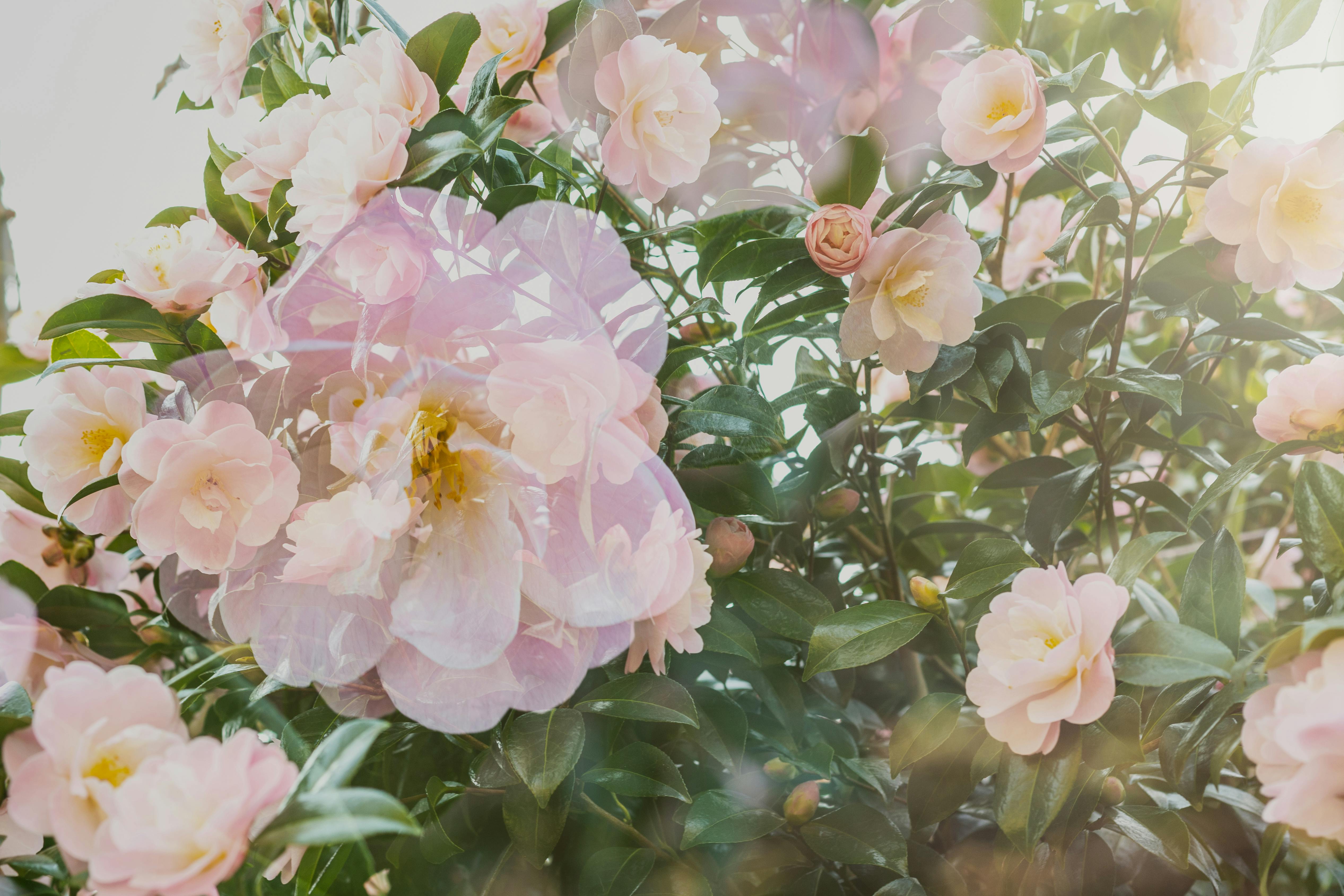 Double exposure of blooming camellias in a garden setting, showcasing delicate pink petals and vibrant greenery.