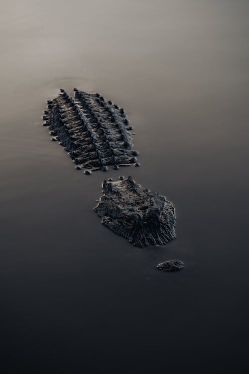 Free Alligator in Water in Orlando Stock Photo