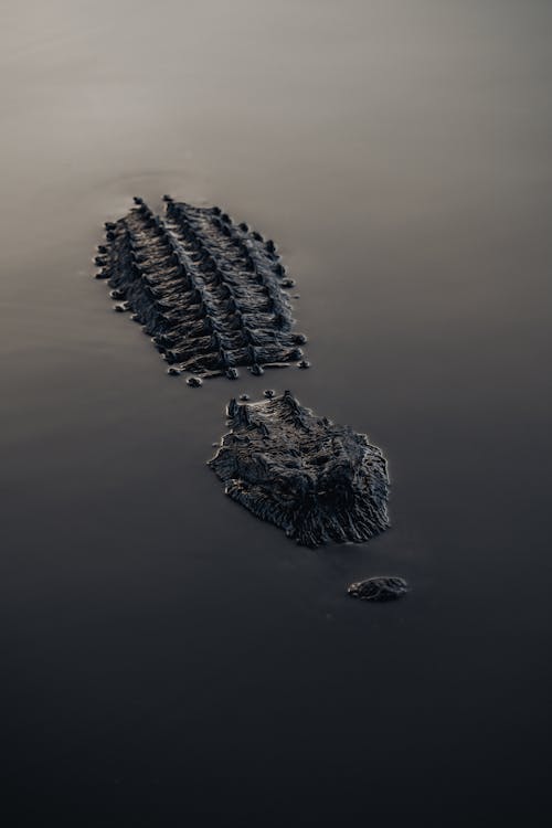 Alligator in Water in Orlando