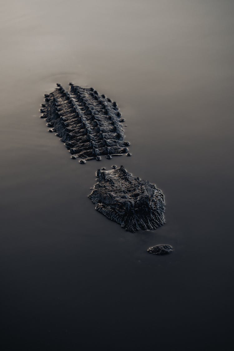 Alligator In Water In Orlando