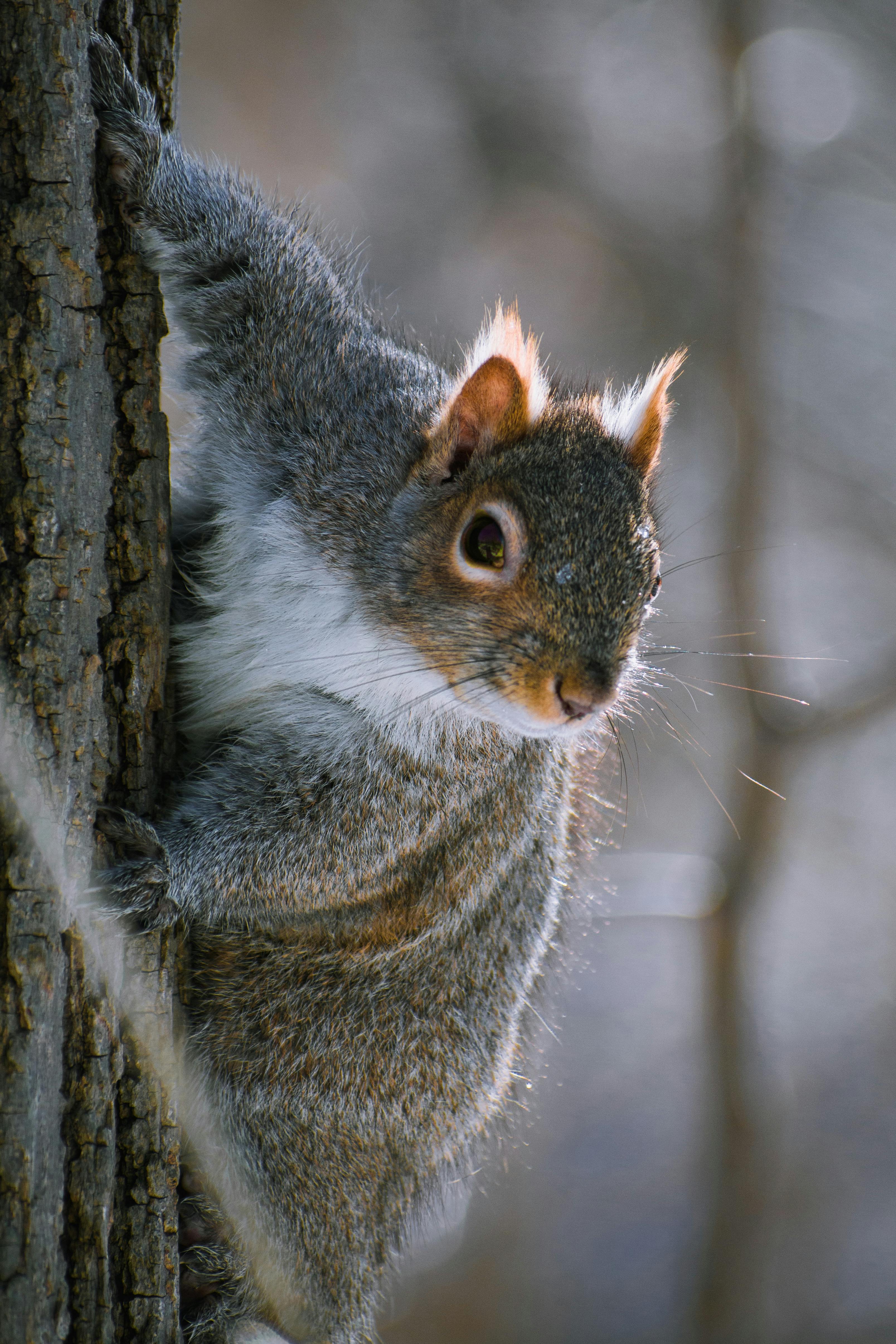 Grey Squirrel on Tree Trunk · Free Stock Photo