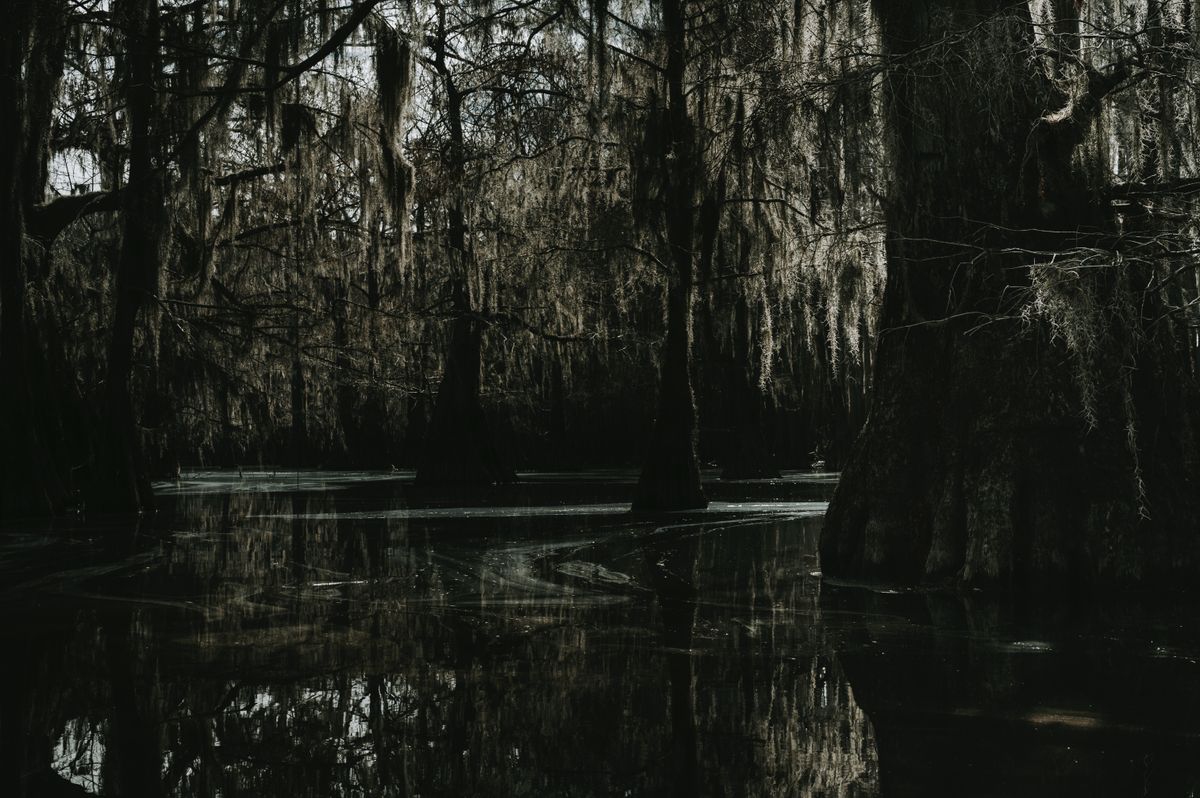 Dark swamp water under trees hung with Spanish moss