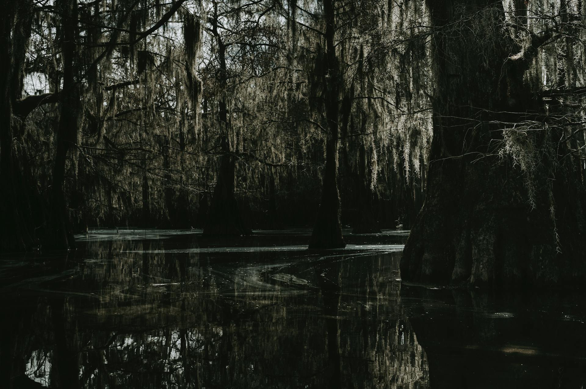 Trees sunrrounded with Body of Water