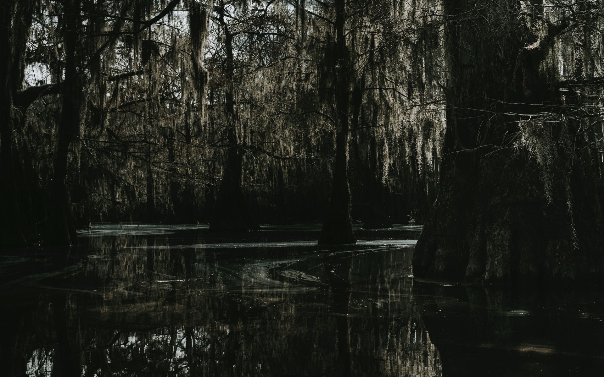 A mysterious swamp scene with cypress trees and Spanish moss creating a dark and eerie atmosphere.