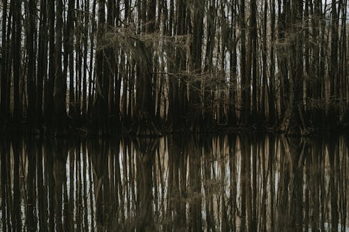 ağaçlar, doğa, gölet içeren Ücretsiz stok fotoğraf