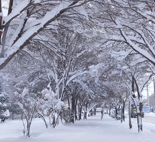 คลังภาพถ่ายฟรี ของ หิมะ, เมือง
