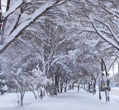 snowy day in the city 