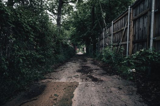Pathway between Plants and Wooden Fences 