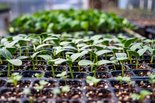 Seedlings on Seedling Tray