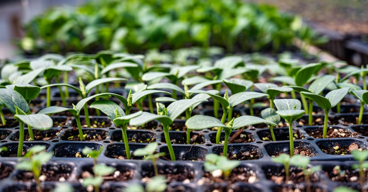Small seedling plant growing from soil representing a lean SEO team scaling output with an SEO agent