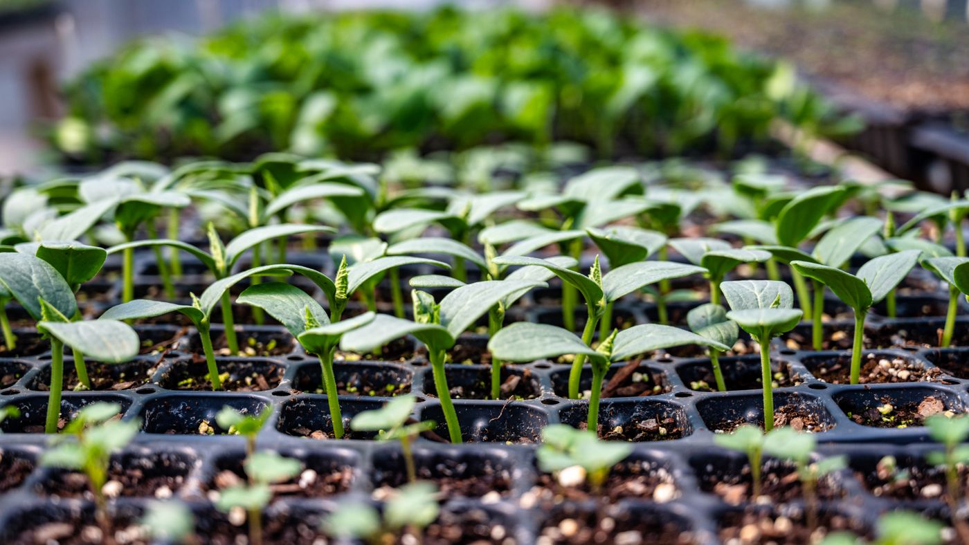 Seedlings growing in trays