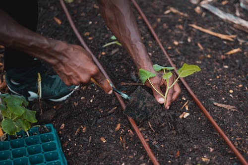 açık hava, agri işçisi, bahçecilik içeren Ücretsiz stok fotoğraf