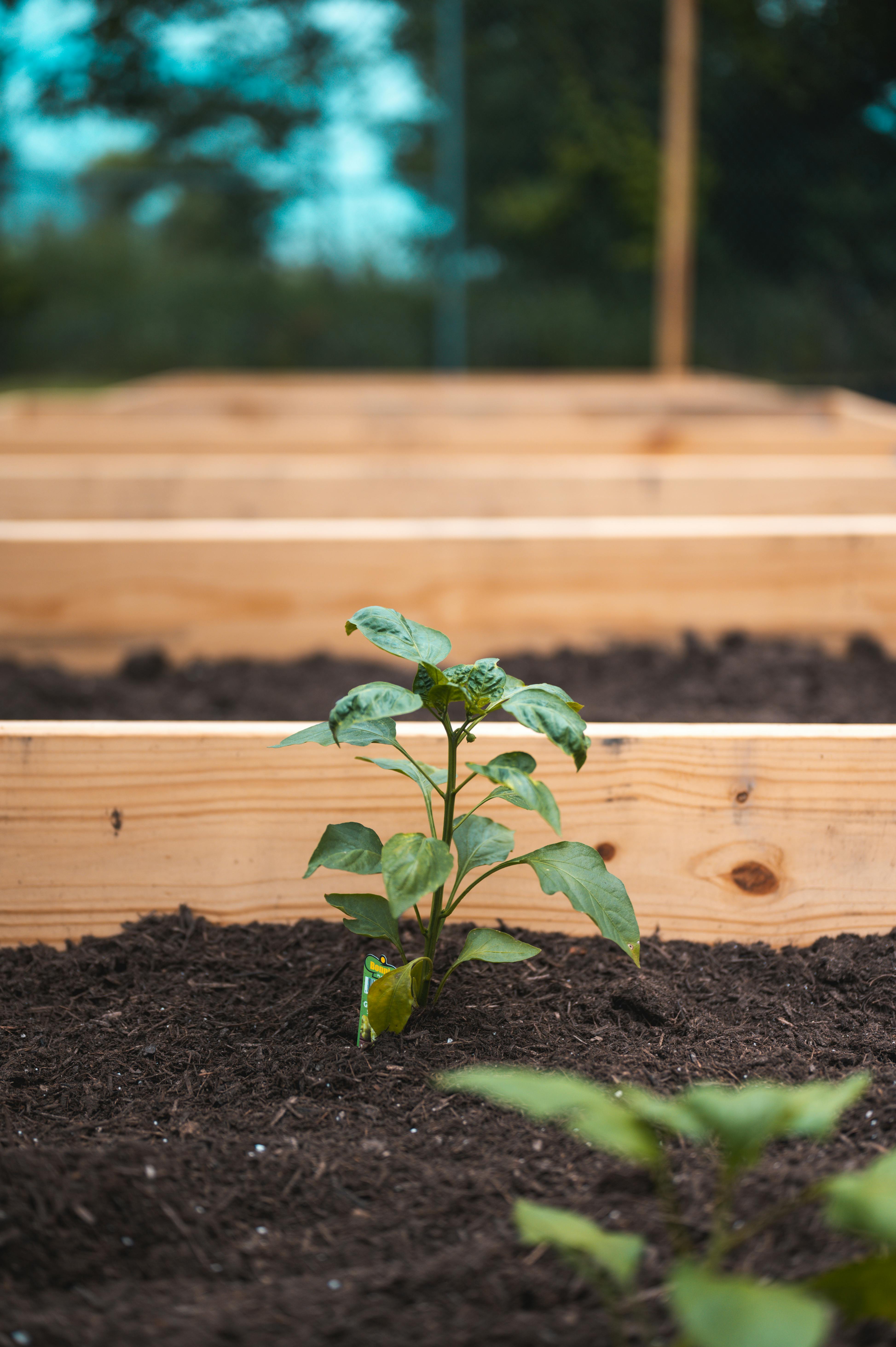 metal raised garden beds for seniors