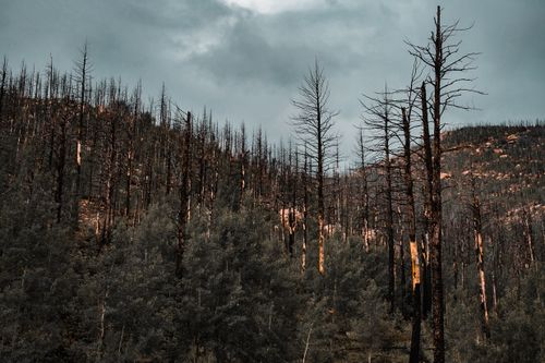 Free A haunting view of bare trees in a foggy forest, depicting nature's resilience. Stock Photo