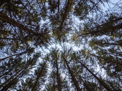 Free A view from below of tall pine trees stretching towards a clear sky. Stock Photo