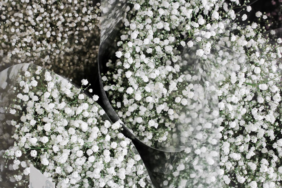 Free Bunches of Gypsophila in buckets in flower shop Stock Photo
