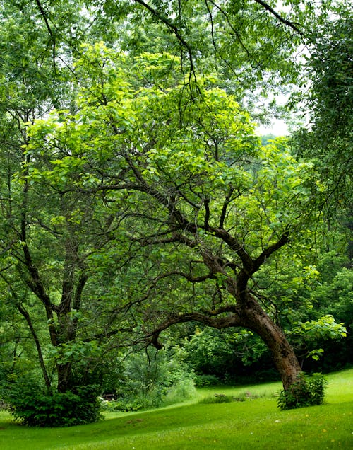 A Green Trees on Green Grass Field