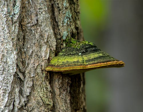 Free stock photo of forest, fungus, tree fungus