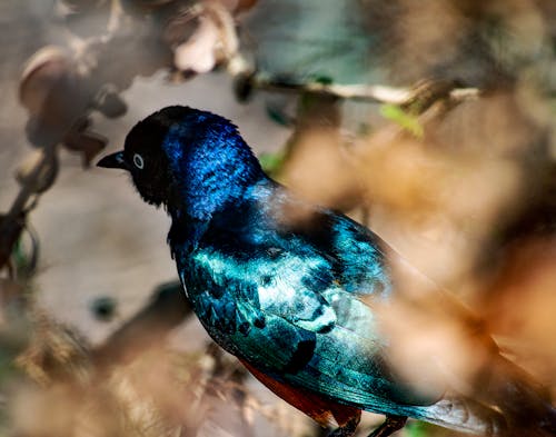 Free stock photo of bird, blue bird