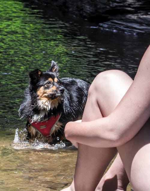 Free stock photo of creek, dog, dog in water