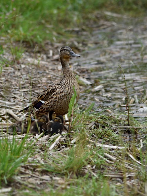 Brown Duck on Green Grass