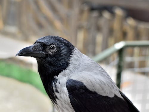 Close-Up Shot of a Crow