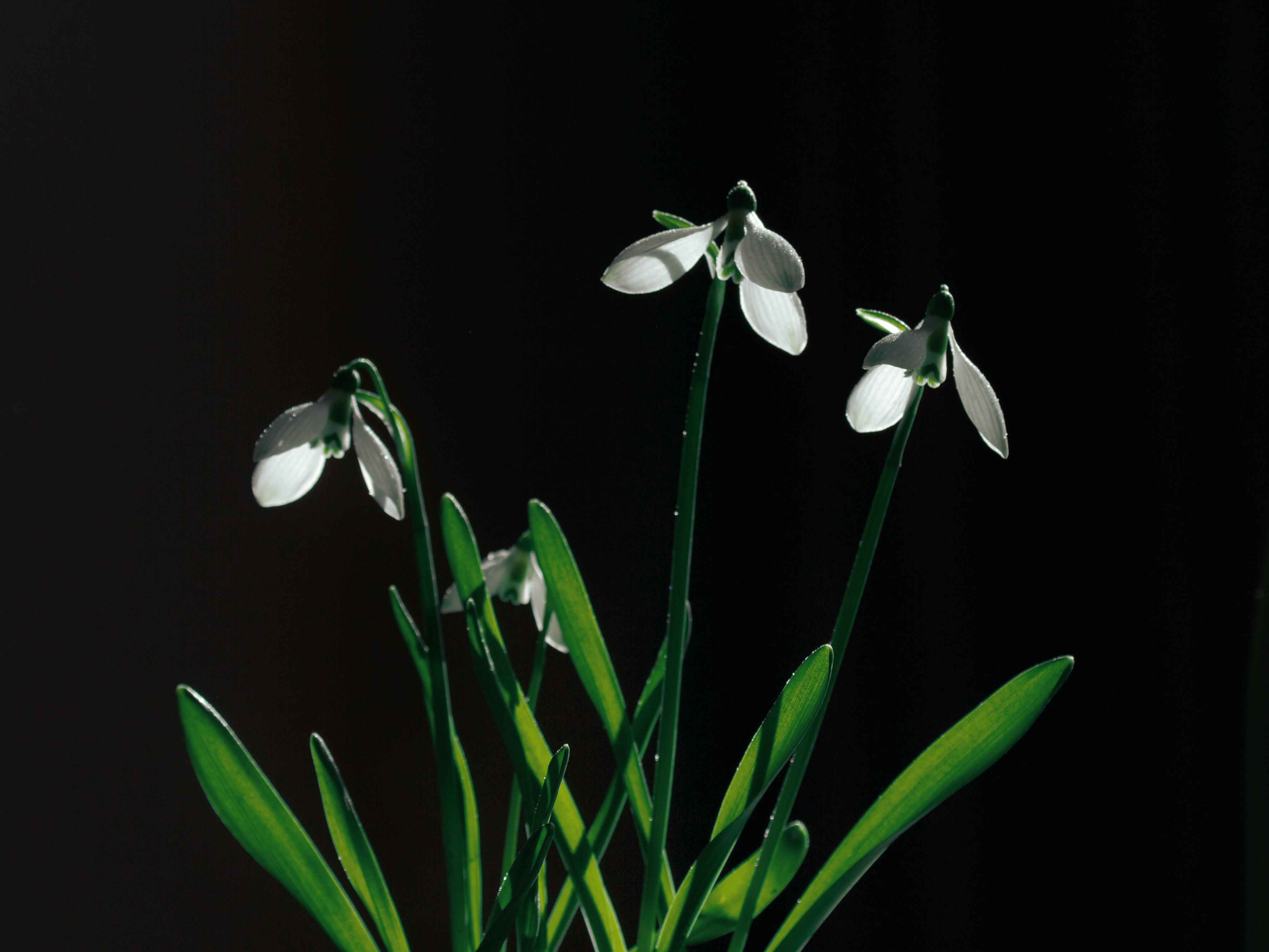Dezentes Trauergesteck mit weißen Blumen