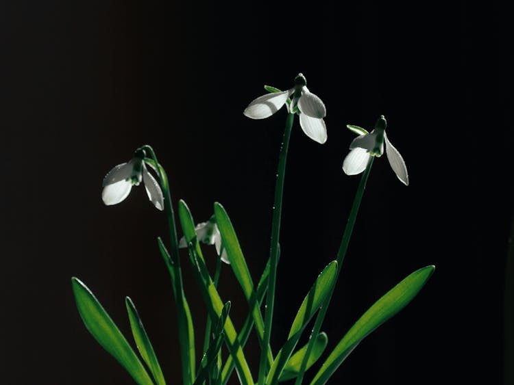 Close Up Photo Of Snowdrop Flower