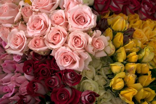 Free A beautiful mix of pink, red, and yellow roses in full bloom showcasing vibrant petals and natural beauty. Stock Photo