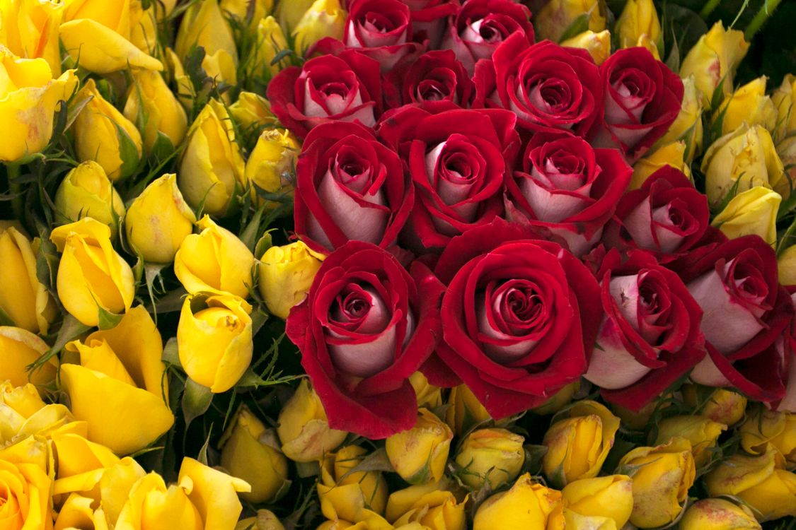 Red And R Yellow Roses Close-up Shot of Beautiful Red and Yellow Roses · Free Stock Photo
